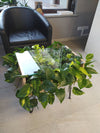<b>PLANTABLE - Pothos</b><br>vaso/tavolino da caffè, vetro legno e metallo, con 8 piante incluse - 𝘕EASYJUNGLE