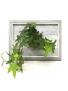 <b>LIAF S - Edera</b><br>quadro/vaso da parete, con pianta inclusa <i>Edera Variegata</i> - 𝘕EASYJUNGLE