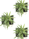 <b>3-PACK LIAF S - Piante Uguali</b><br>pack da 3 quadri/vasi da parete, con 3 piante uguali incluse - 𝘕EASYJUNGLE