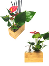 <b>2-PACK AIRA/SAEBE</b><br>pack da 2 vasi/diffusore e dispenser, con 2 piante incluse - 𝘕EASYJUNGLE