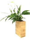 <b>FLORA - Spathi</b><br>vaso da appendere componibile, con pianta inclusa <i>Spathiphyllum</i> - 𝘕EASYJUNGLE