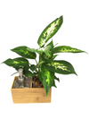<b>SAEBE - Dieffenbachia</b><br>vaso/dispenser per sapone o gel, con pianta inclusa <i>Dieffenbachia</i> - 𝘕EASYJUNGLE