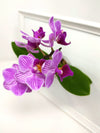 <b>LIAF S - Orchidea</b><br>quadro/vaso da parete, con pianta inclusa <i>Orchidea Phalaenopsis</i> - 𝘕EASYJUNGLE