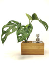 <b>SAEBE - Monstera</b><br>vaso/dispenser per sapone o gel, con pianta inclusa <i>Monstera Monkey</i> - 𝘕EASYJUNGLE