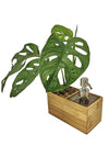 <b>SAEBE - Monstera</b><br>vaso/dispenser per sapone o gel, con pianta inclusa <i>Monstera Monkey</i> - 𝘕EASYJUNGLE