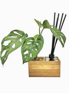 <b>AIRA - Monstera</b><br>vaso/diffusore di aromi, con pianta inclusa <i>Monstera Monkey</i> - 𝘕EASYJUNGLE