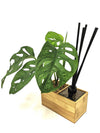 <b>AIRA - Monstera</b><br>vaso/diffusore di aromi, con pianta inclusa <i>Monstera Monkey</i> - 𝘕EASYJUNGLE