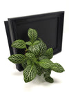 <b>DÈSIA S - Fittonia</b><br>lavagna/vaso da parete, con pianta inclusa <i>Fittonia Albivenis</i> - 𝘕EASYJUNGLE