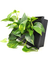 Quadro vegetale | LIAF Medium Black | Lato con piante Pothos - 𝘕EASYJUNGLE 