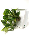 Quadro vegetale | LIAF Medium White | lato con piante Pothos - 𝘕EASYJUNGLE 