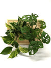 <b>LIAF M - Monstera</b><br>quadro/vaso da parete, con 2 piante incluse <i>Monstera e Pothos</i> - 𝘕EASYJUNGLE
