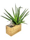 <b>SAEBE - Aloe</b><br>vaso/dispenser per sapone o gel, con pianta inclusa <i>Aloe Vera</i> - 𝘕EASYJUNGLE