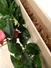 <b>SELVA - Anthurium</b><br>quadro/vaso da parete XL, con 6 piante incluse <i>Anthurium, Pothos e Spathiphyllum</i> - 𝘕EASYJUNGLE