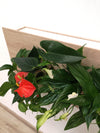 <b>SELVA - Anthurium</b><br>quadro/vaso da parete XL, con 6 piante incluse <i>Anthurium, Pothos e Spathiphyllum</i> - 𝘕EASYJUNGLE