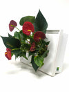 <b>LIAF M - Anthurium</b><br>quadro/vaso da parete, con 2 piante incluse <i>Anthurium Red</i> - 𝘕EASYJUNGLE