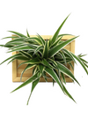 <b>LIAF S - Chloro</b><br>quadro/vaso da parete, con pianta inclusa <i>Chlorophytum</i> - 𝘕EASYJUNGLE