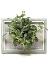 <b>LIAF S - Fittonia</b><br>quadro/vaso da parete, con pianta inclusa <i>Fittonia Albivenis</i> - 𝘕EASYJUNGLE