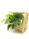 Quadro vegetale | LIAF Medium Wood | lato con piante Pothos - 𝘕EASYJUNGLE 