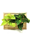 Quadro vegetale | LIAF Medium Wood | con piante Pothos - 𝘕EASYJUNGLE 