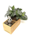 <b>SAEBE - Fittonia</b><br>vaso/dispenser per sapone o gel, con pianta inclusa <i>Fittonia Albivenis</i> - 𝘕EASYJUNGLE