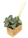 <b>AIRA - Fittonia</b><br>vaso/diffusore di aromi, con pianta inclusa <i>Fittonia Albivenis</i> - 𝘕EASYJUNGLE
