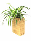 <b>FLORA - Chloro</b><br>vaso da appendere componibile, con pianta inclusa <i>Chlorophytum</i> - 𝘕EASYJUNGLE