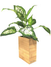 <b>FLORA - Dieffenbachia</b><br>vaso da appendere componibile, con pianta inclusa <i>Dieffenbachia</i> - 𝘕EASYJUNGLE