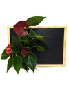  Quadro vegetale Lavagna | Desia wood | con pianta Anthurium red - 𝘕EASYJUNGLE 